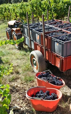 Armagnac la vigne